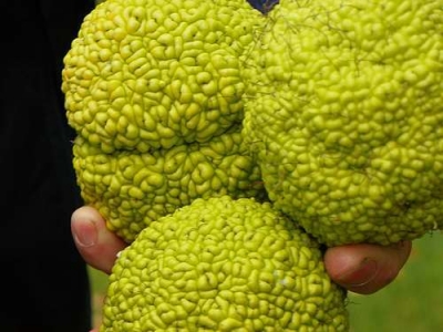 Maclura pomifera